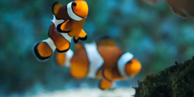 Deux poissons-clowns aux rayures orange et blanches nagent près du fond de l'eau dans un environnement sous-marin.