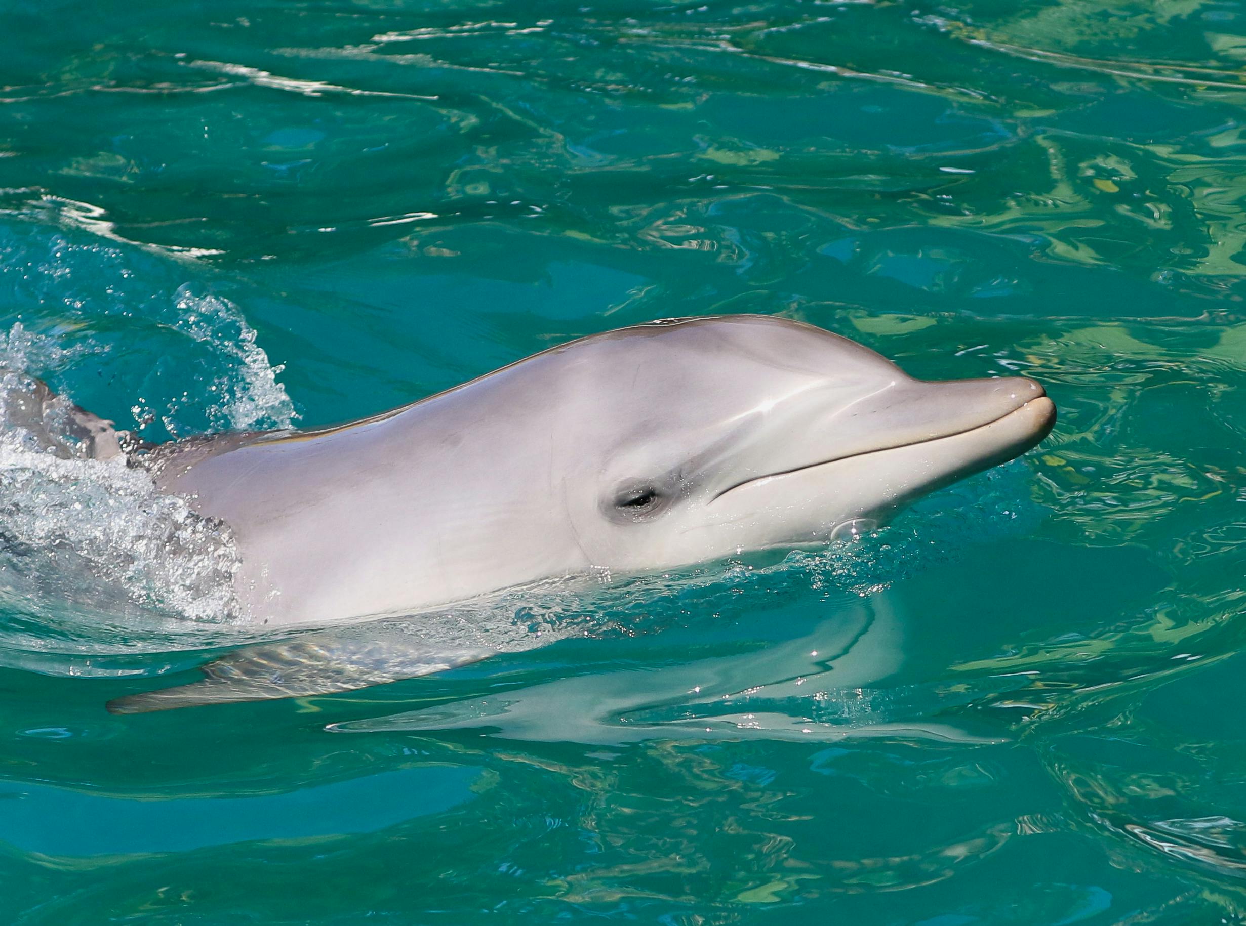 Port Stephens: Dolphin Discovery Cruise