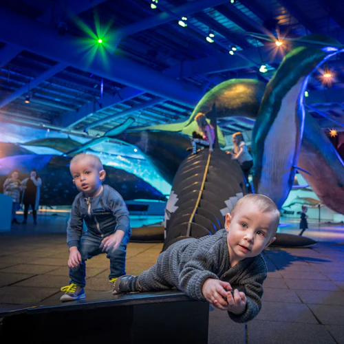 Whales of Iceland: Entry Ticket - Photo 8