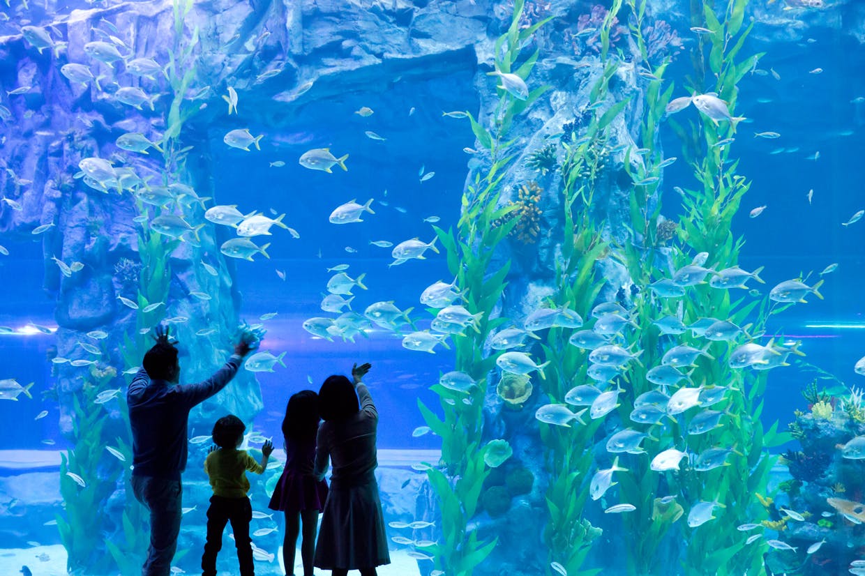Lotte World Aquarium: Entry Ticket in Seoul – Tiqets