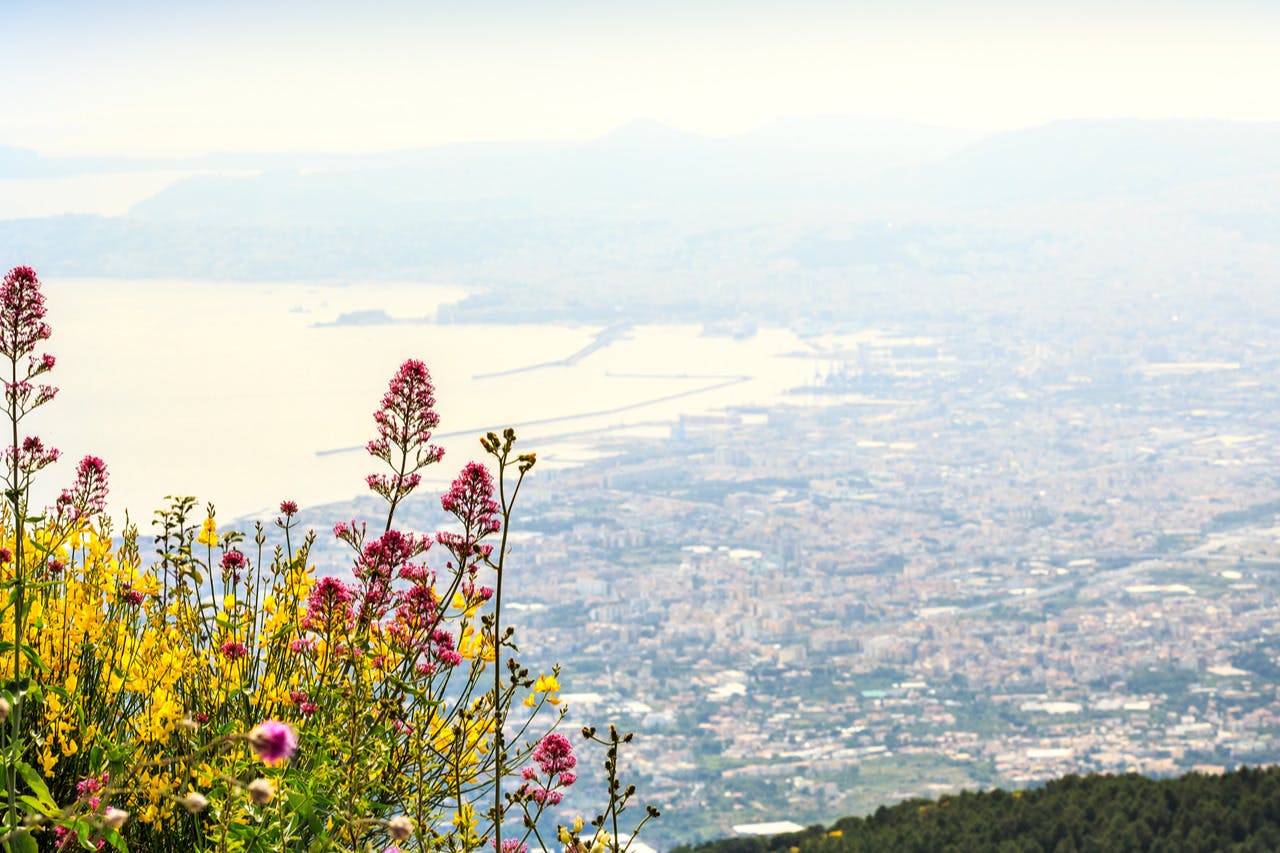 Pink and yellow wildflowers in the foreground with an expansive view of a coastal city and distant mountains in the background.