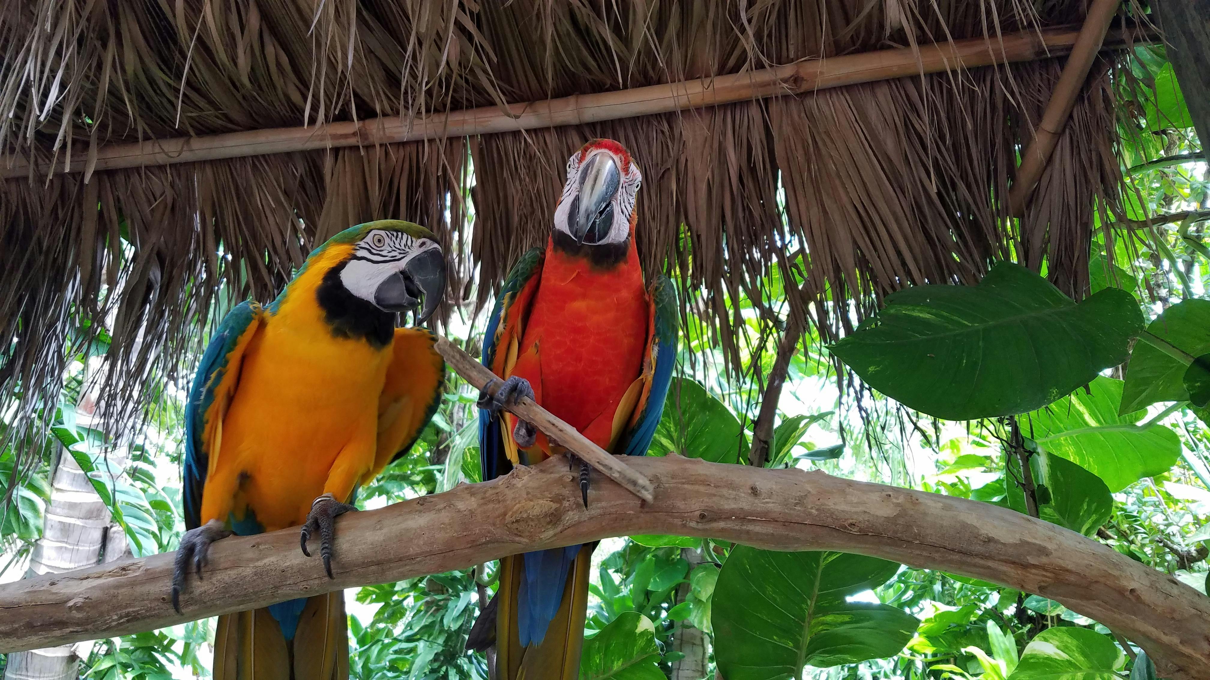 Two colorful parrots, one blue-and-yellow and one red, perch on a branch under a thatched roof surrounded by tropical foliage.