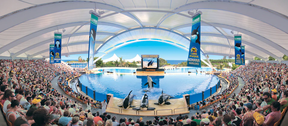 An orca show at Loro Parque under a large tent, with orcas performing tricks in a pool and spectators watching.