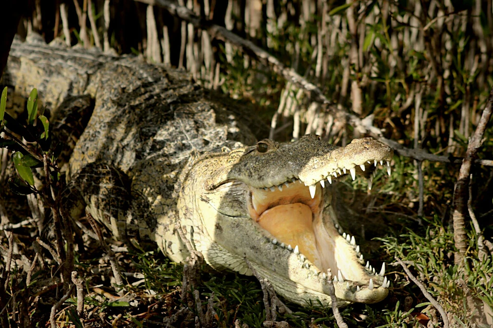 Crocodylus moreletii
