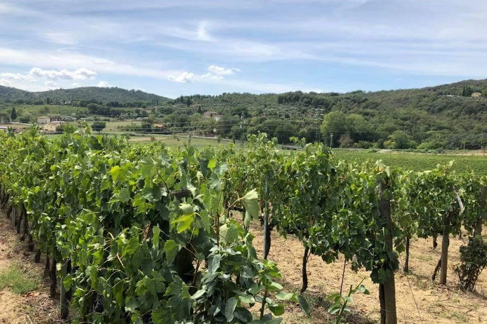 Arezzo: Wine Tasting in Val di Chiana