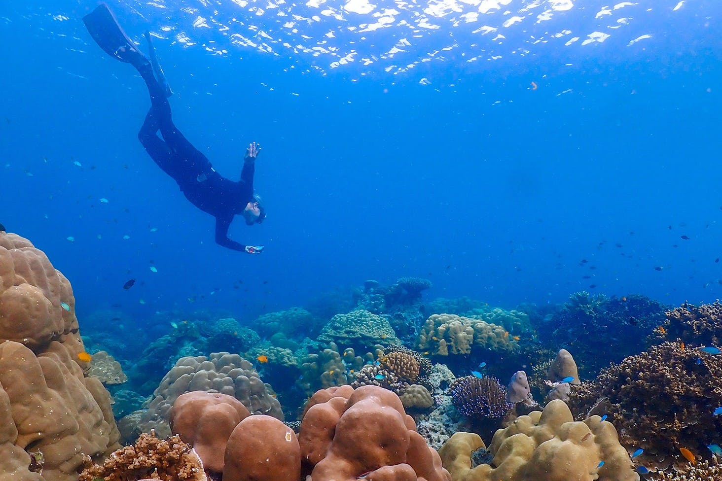 探索色彩缤纷的珊瑚礁和多样化的海洋生物。