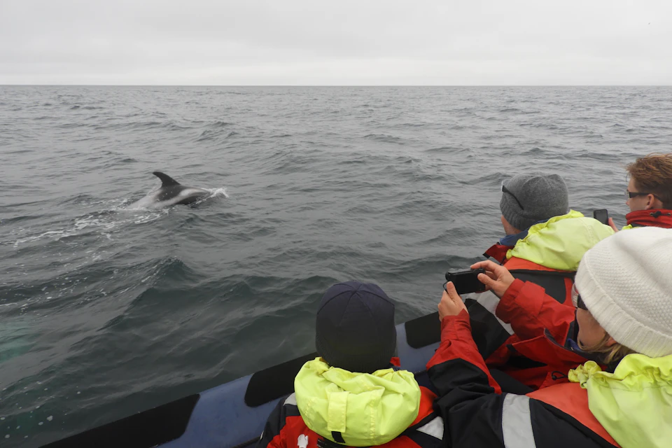 Customers on board with a white-beaked dolphin a couple of meters away from the boat.