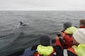 Πελάτες επί του σκάφους με ένα δελφίνι με λευκό ράμφος λίγα μέτρα μακριά από το σκάφος.