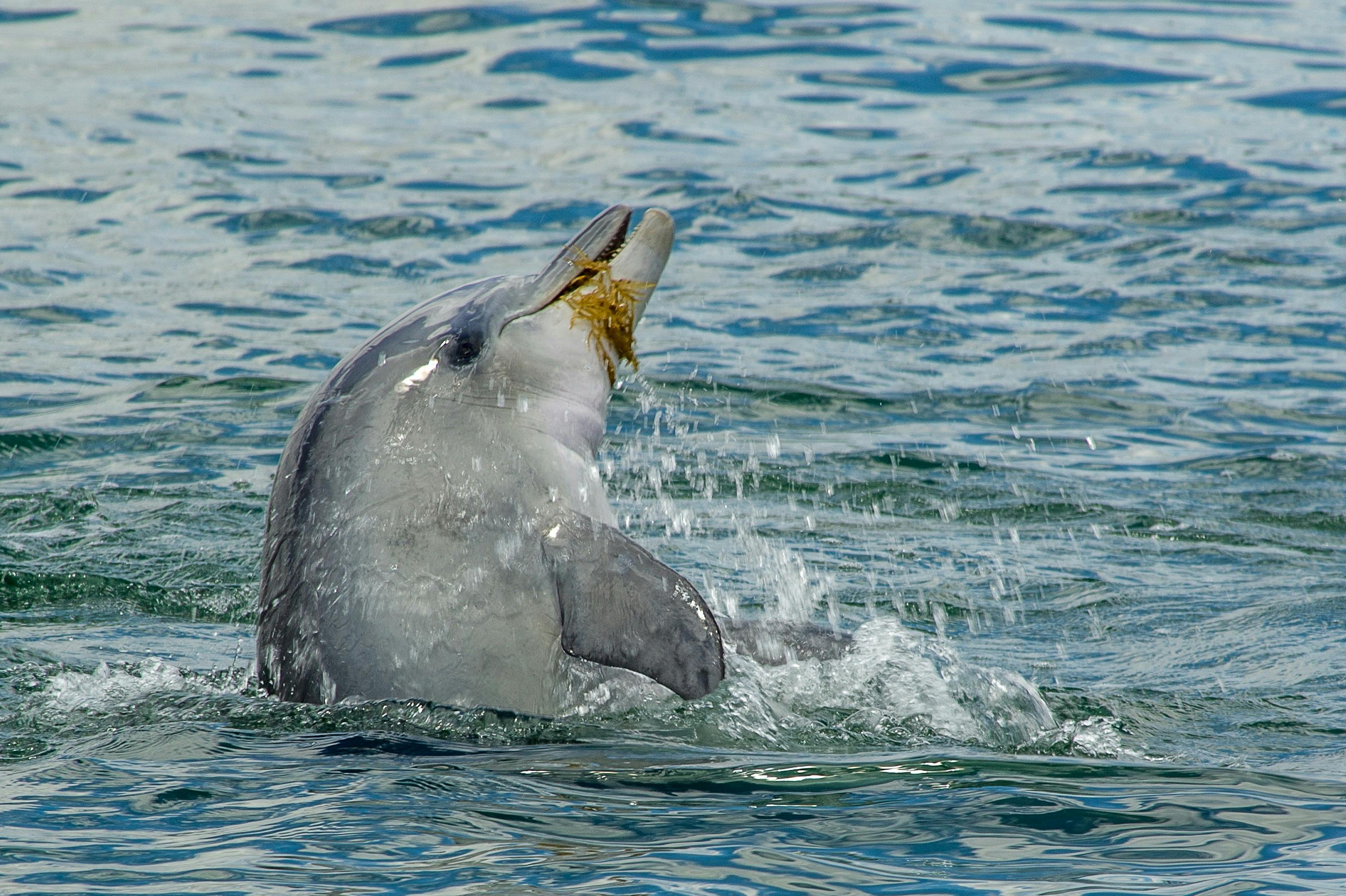 Découvrez les dauphins en train de jouer et de socialiser