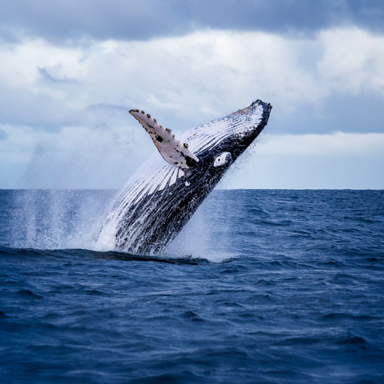 Akureyri: Whale Watching Cruise with Heated Indoor Seating