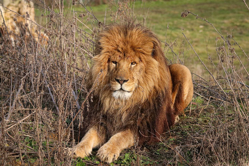 Lumigny Safari Reserve