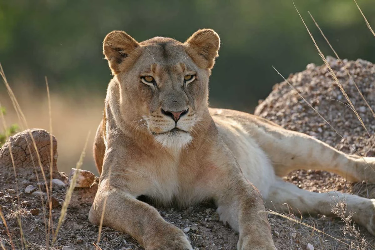 Cape Town: Small-Group Aquila Safari Tour with Wine Tasting