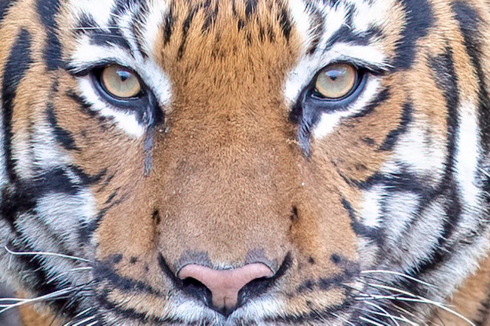 Malayan Tiger