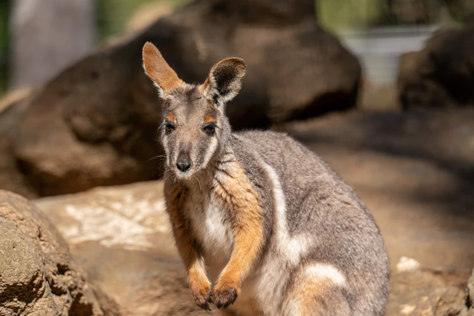 A close-up of a kangaroo standing outdoors in a natural environment with blurred rocks and greenery in the background.