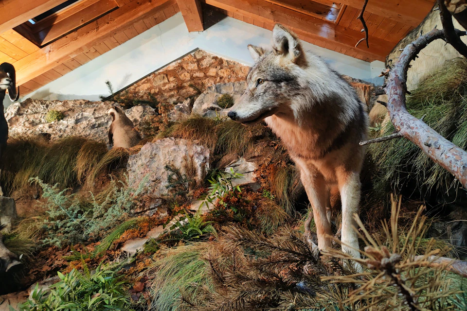 Diorama in the room "The return of the wolf"