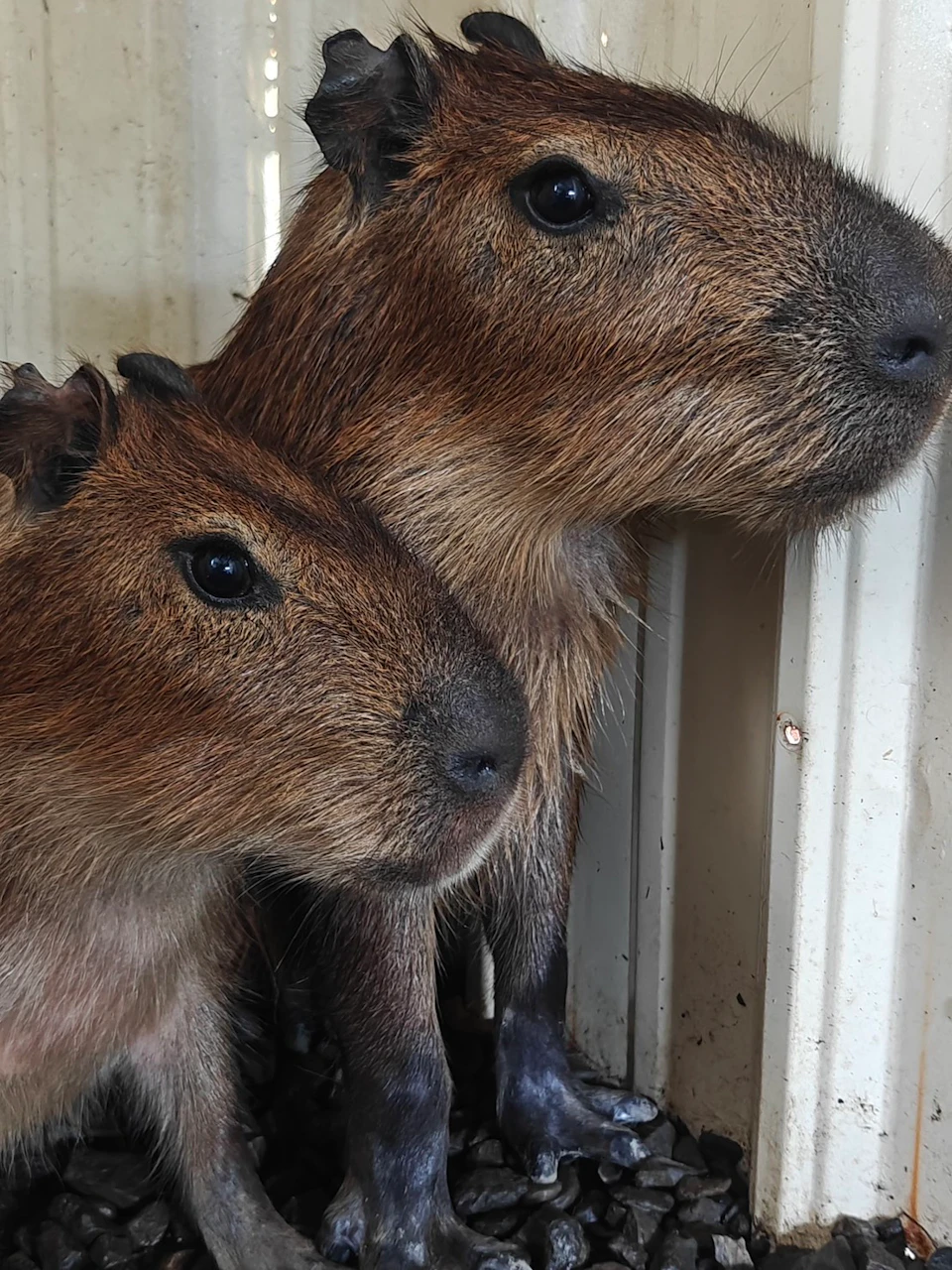 Two capybaras indoors near a wall, one smaller positioned in front of a larger one, both looking in the same direction.