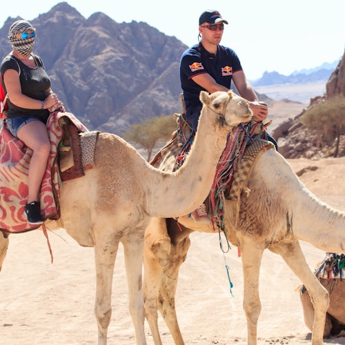 Desert Safari with Camel & Bike Ride from Sharm El-Sheikh + Dinner