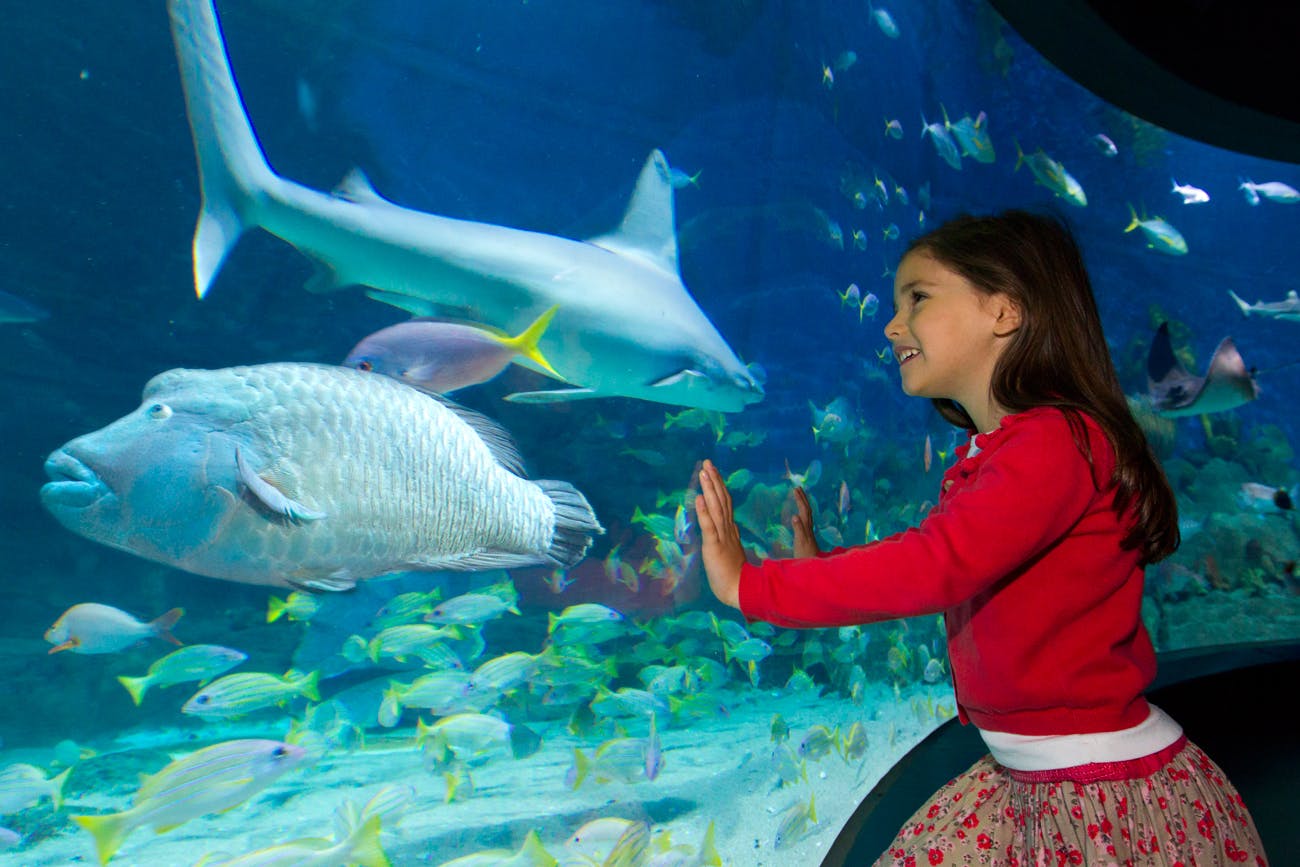 Sea Life Melbourne Aquarium: Tickets