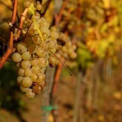 Wieliczka: Vineyard Visit and Wine Tasting from Krakow 3