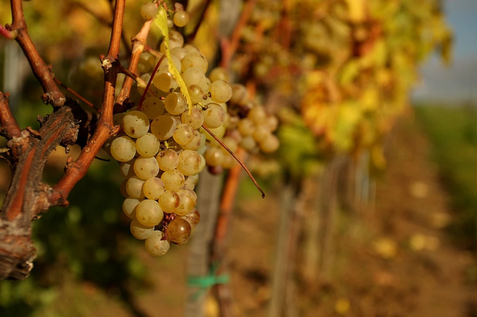 Grapes
