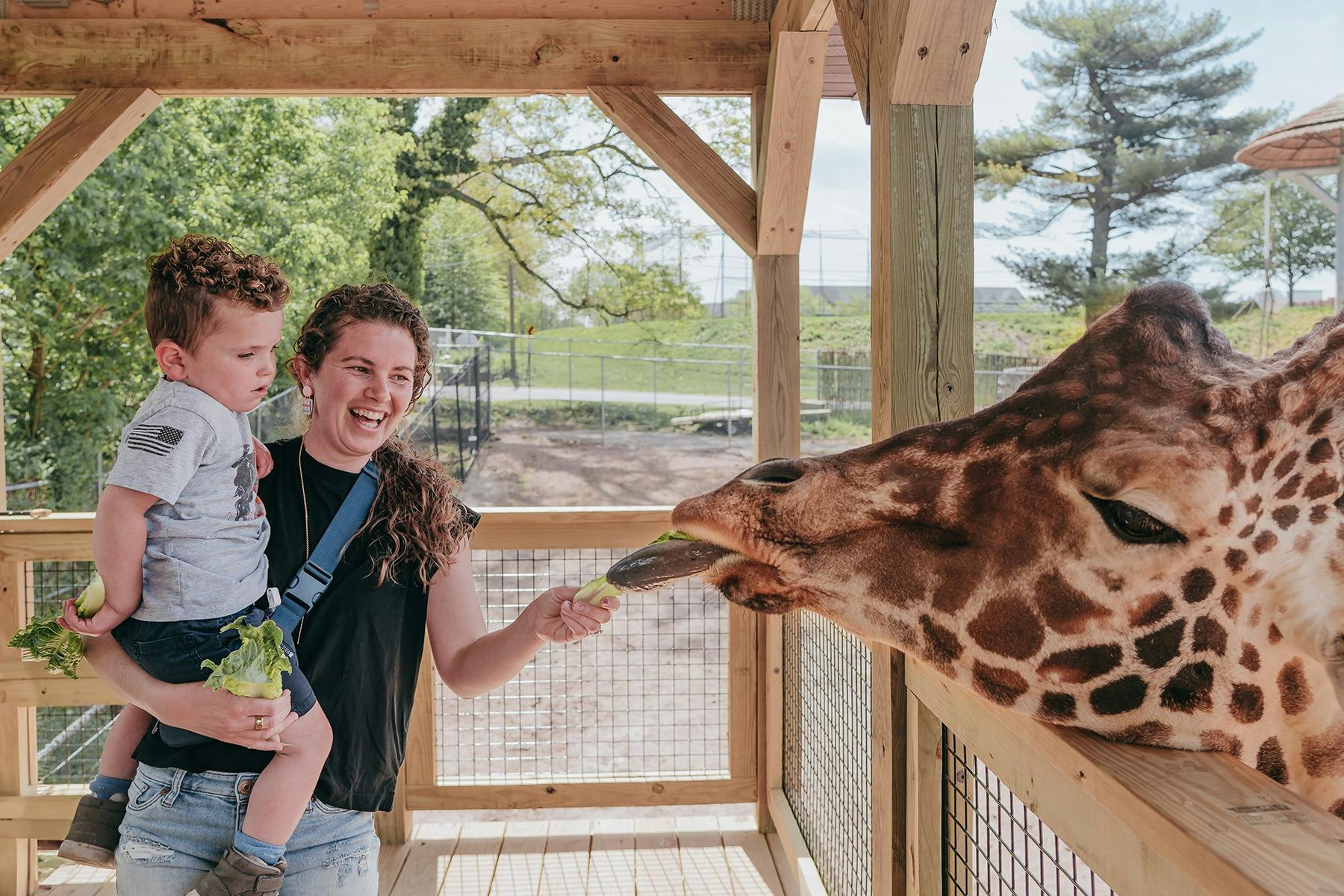A woman holding a child feeds a giraffe lettuce in a wooden enclosure with greenery in the background.