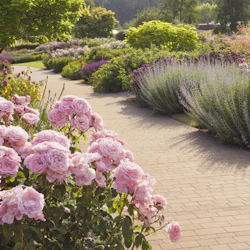 En trädgård med en tegelstensväg, kantad av blommande rosa rosor, lavendel och olika färgglada blommande växter.