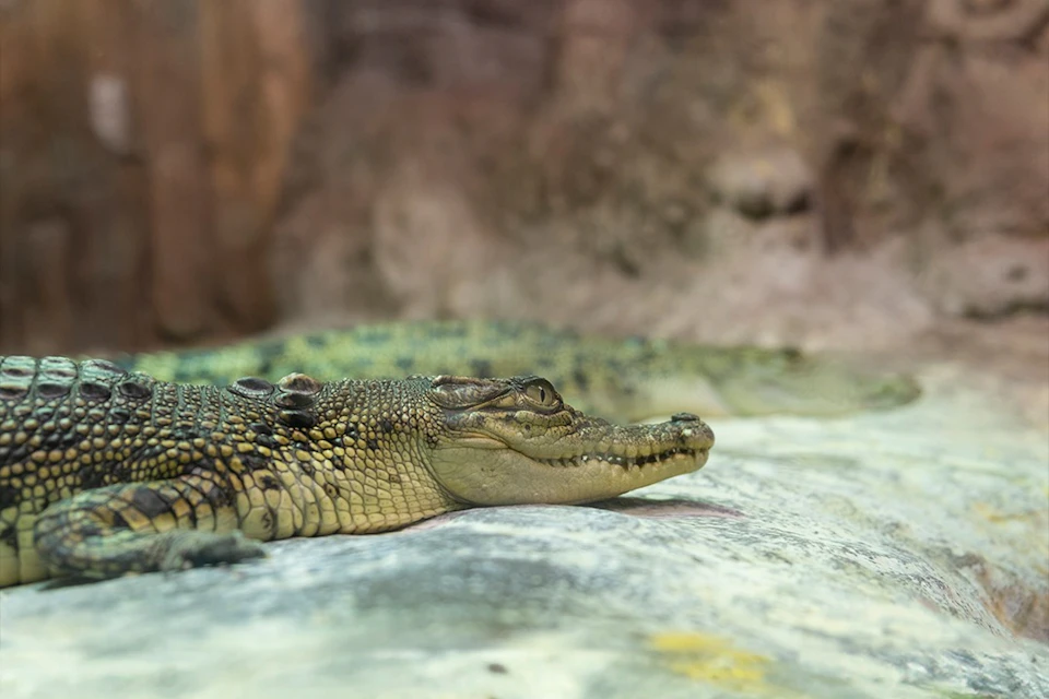 Emaar Aquarium & Underwater Zoo