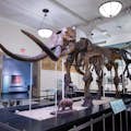 美国自然历史博物馆的猛犸象骨架。