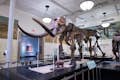 A mammoth skeleton at the American Museum of Natural History.