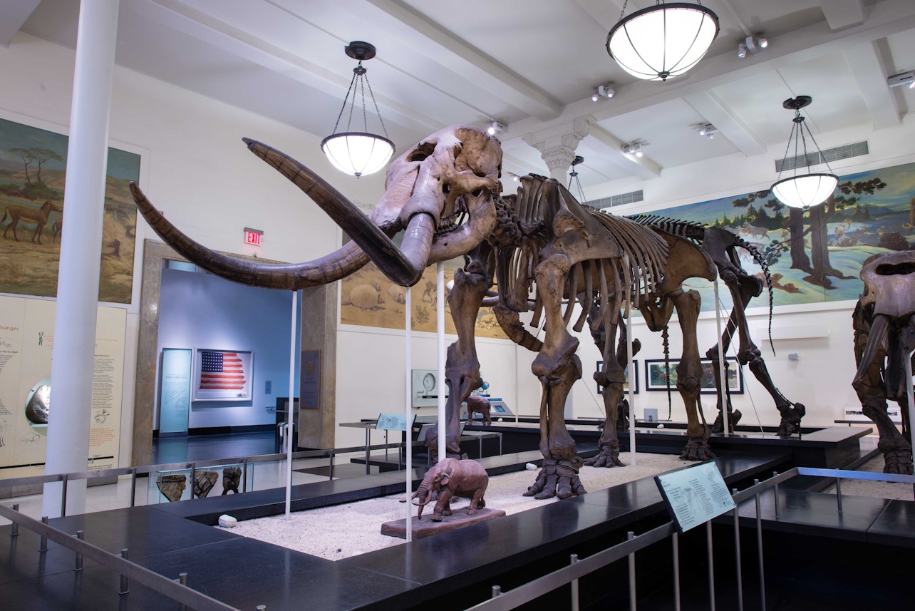 Museo Americano de Historia Natural de Nueva York - Alojamientos en Nueva York
