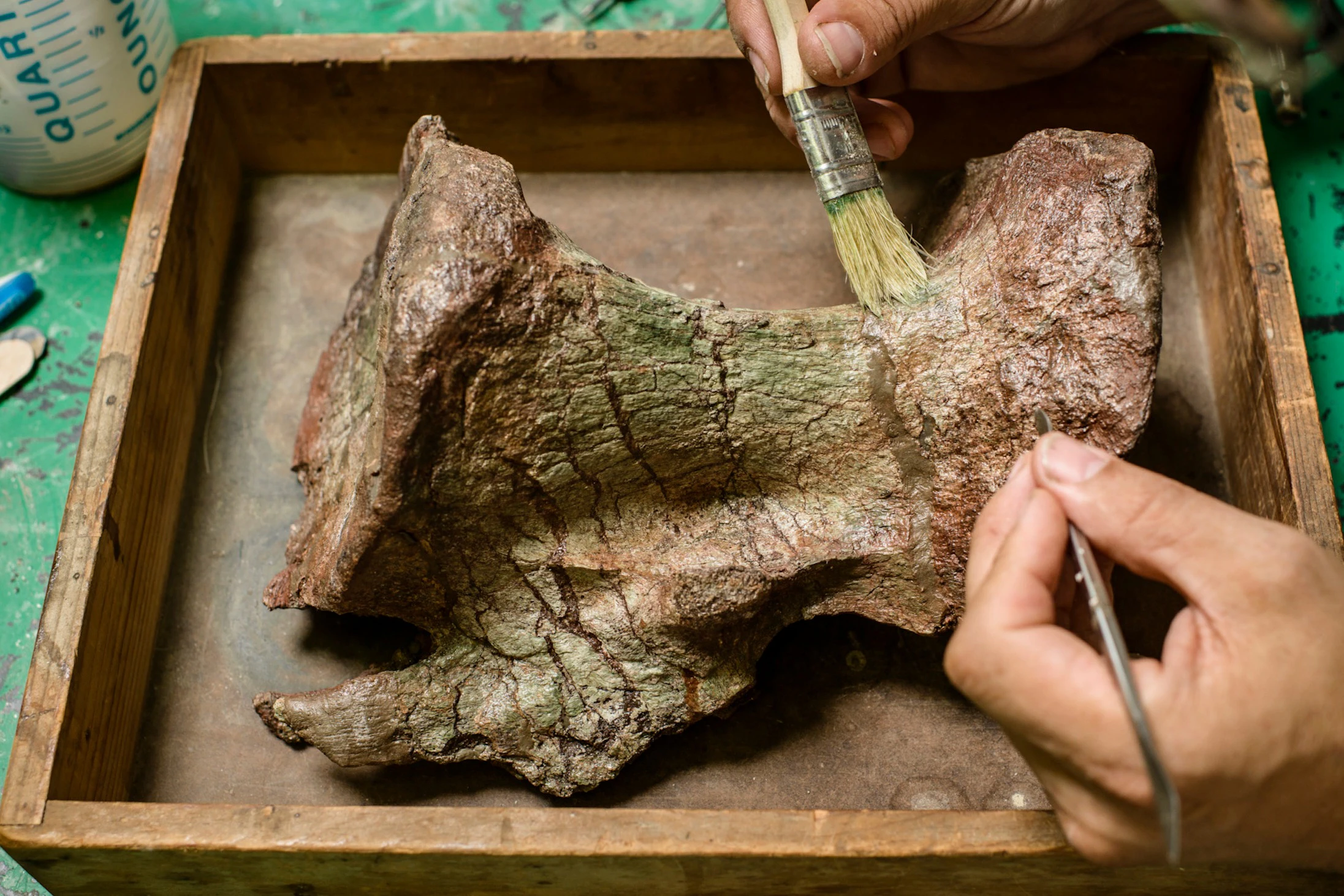 Natural History Museum of Los Angeles County: Guided Insider Tour