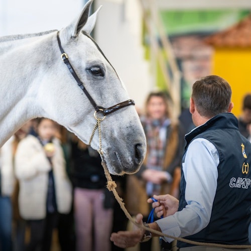 Sevilla Equestrian: The Story of A Champion
