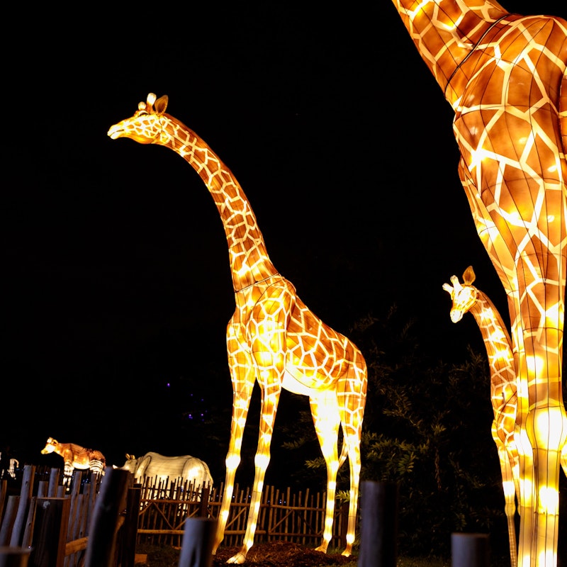 Zoo Lights at Zoo Miami Tickets Tiqets Zoo Lights at Zoo Miami Tickets Tiqets