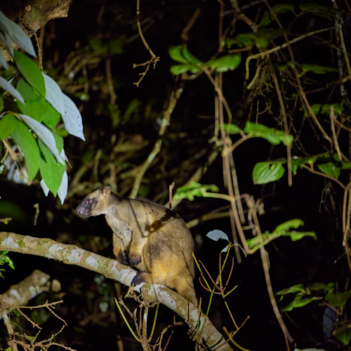 Tour noturno da floresta tropical e vida selvagem a partir de Cairns - Photo 12