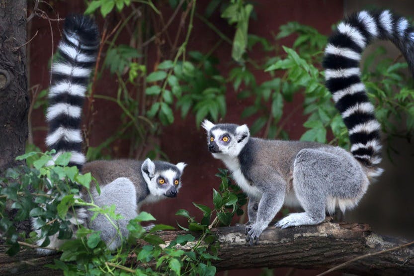 Δύο δακτύλιοι λεμούριοι σε ένα κλαδί που περιβάλλεται από πράσινο φύλλωμα, με τις ριγέ ουρές τους εμφανώς ορατές.