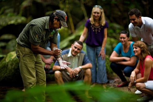 ポートダグラスまたはケアンズ発デインツリー熱帯雨林アボリジニ文化ツアー(即日発券)