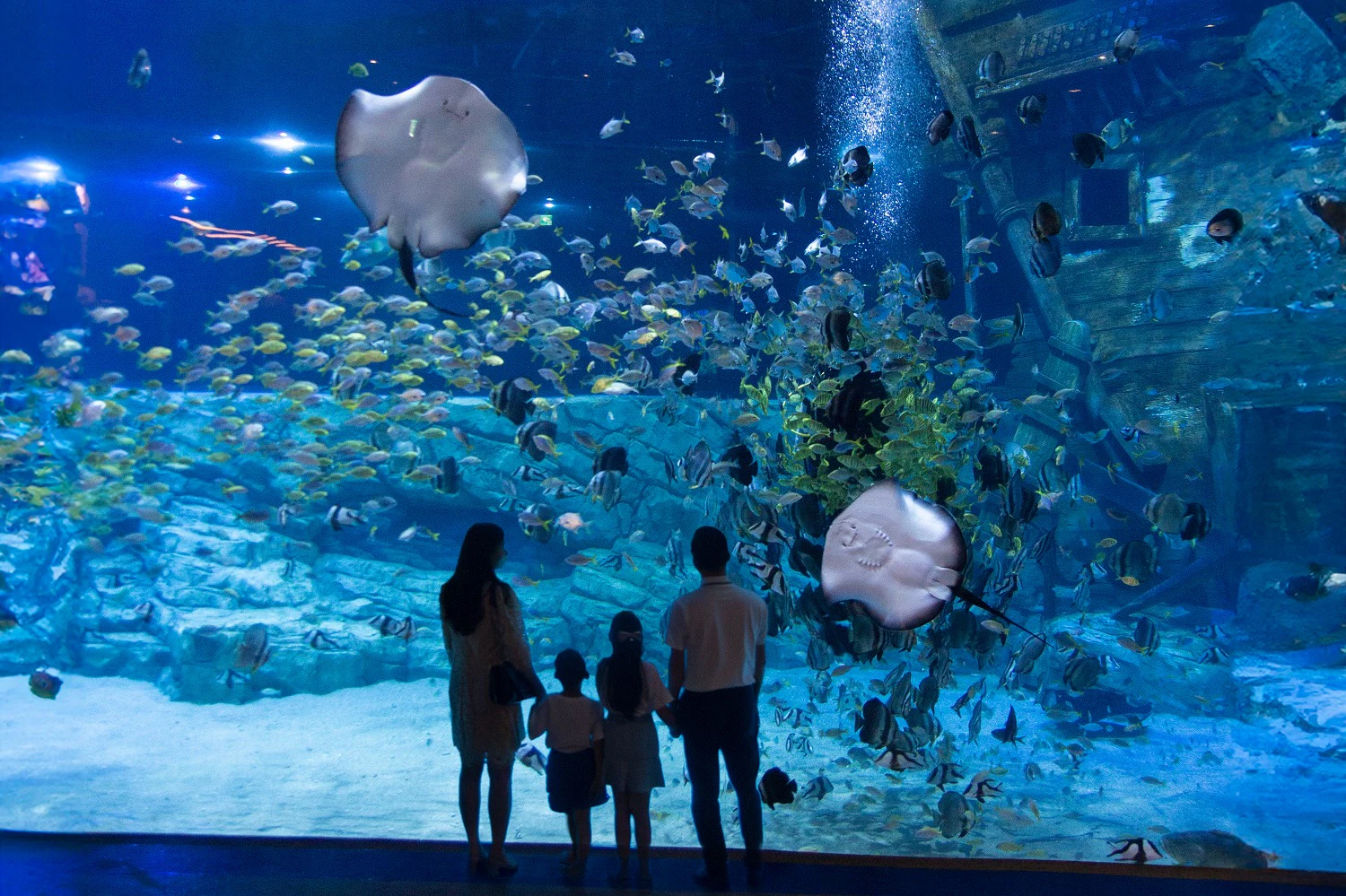 A silhouetted family of four watches stingrays and various fish swim in a large, blue-lit aquarium.