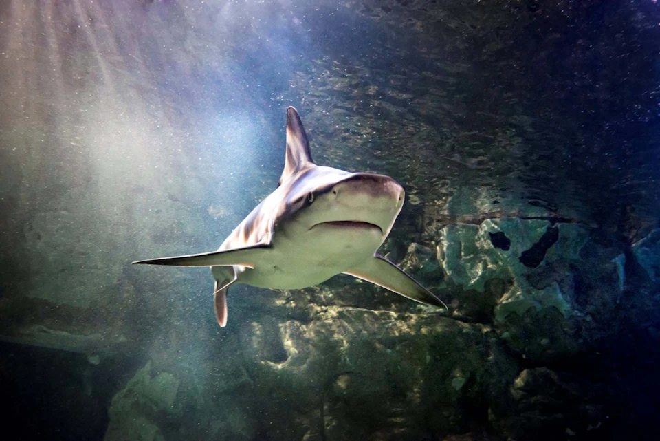 A shark swims underwater with light filtering through the water, highlighting the textured rocky background.