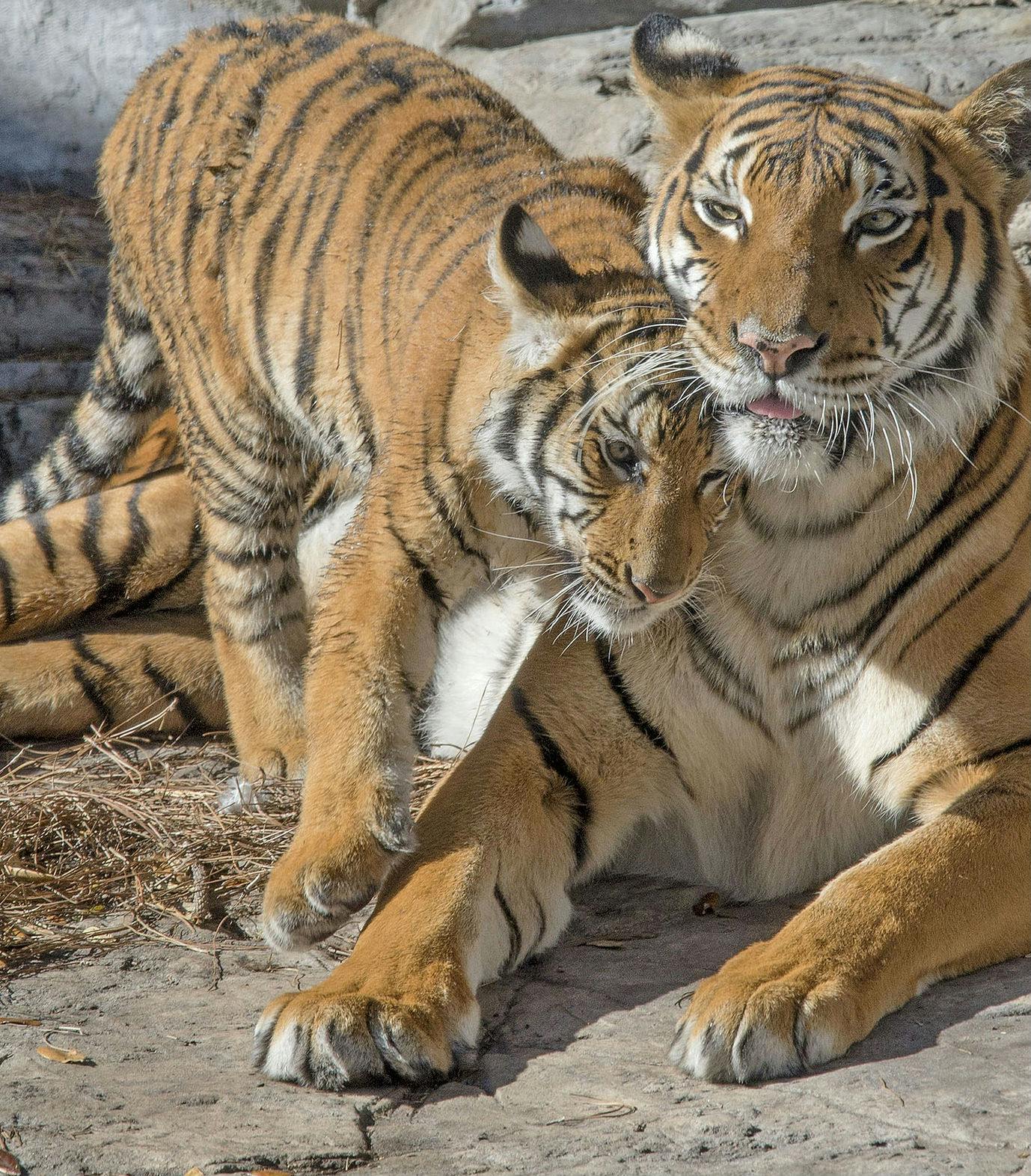 Zwei Tiger zeigen ihre Zuneigung, während sie sich auf einer felsigen Oberfläche ausruhen; einer schmiegt sich an den anderen.