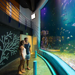 Interactive Aquarium Cancún: Entry Ticket + Dolphin Show 2