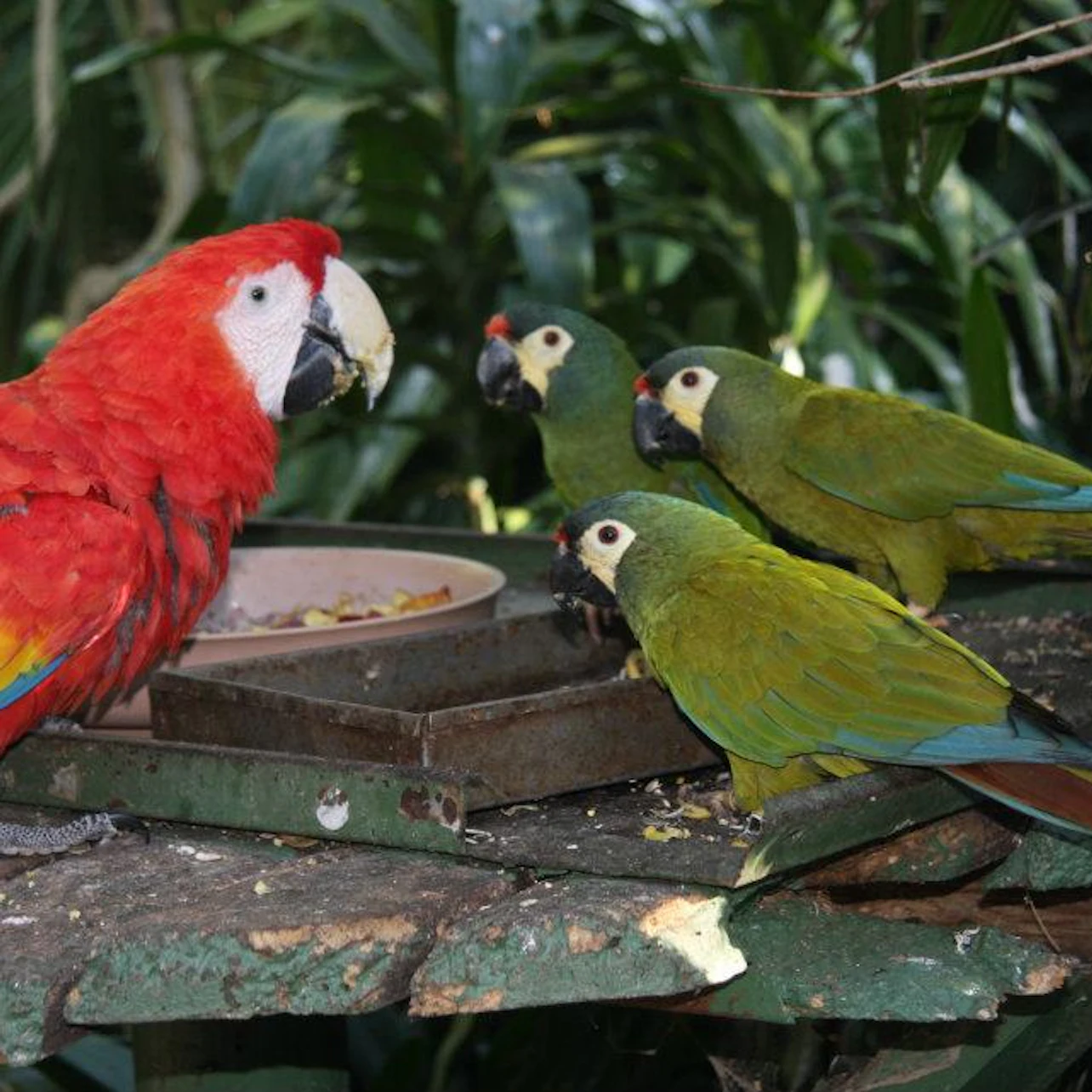 A red macaw and three green parrots are perched on a feeding platform in a lush, green tropical setting.