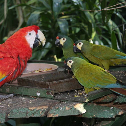 World of Birds Wildlife Sanctuary & Monkey Park: Entry Ticket - Photo 2