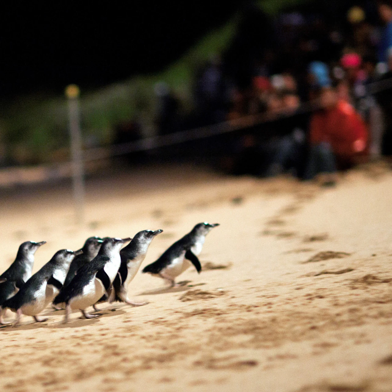 Phillip Island Penguins Express Tour from Melbourne in Melbourne β Tiqets