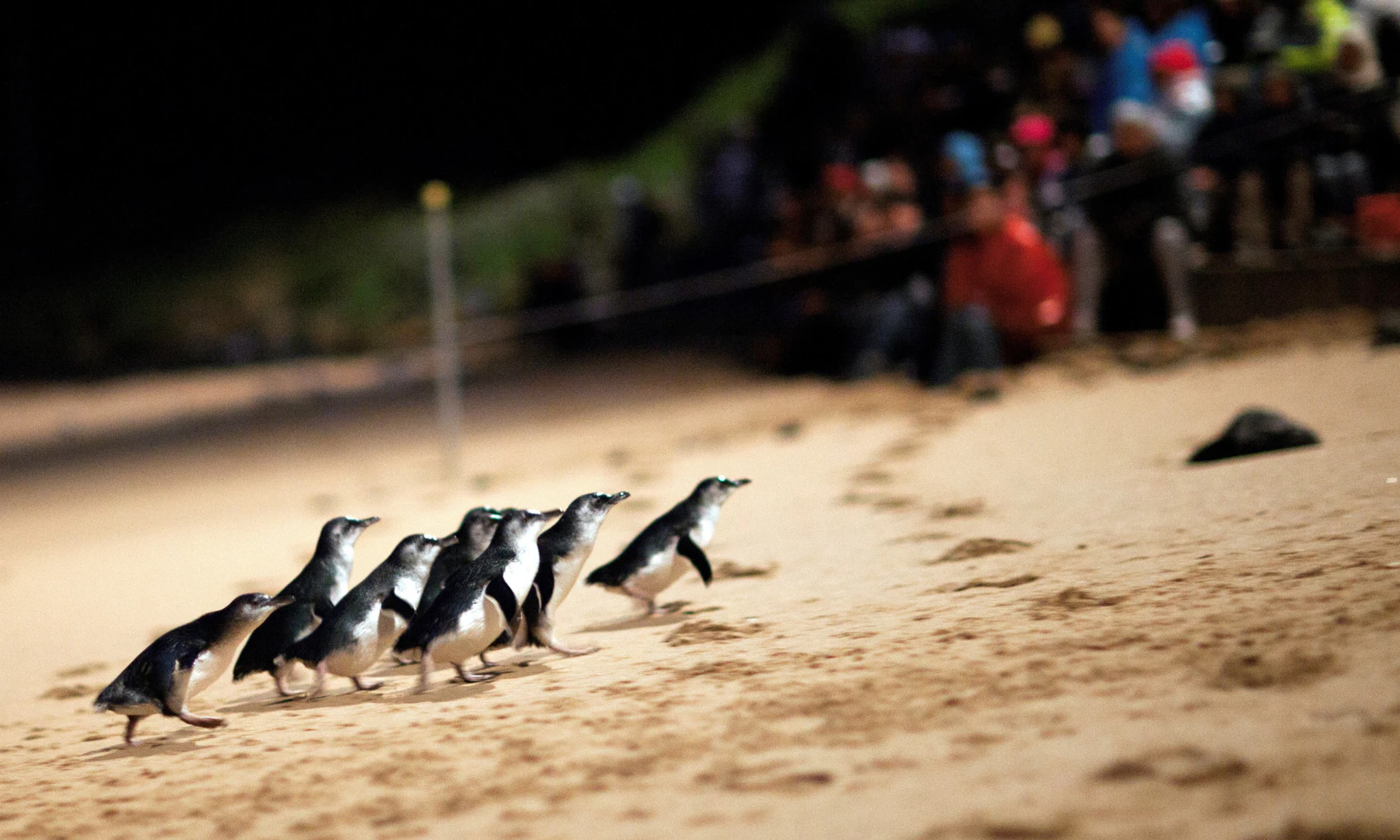 Phillip Island Penguins Express Tour from Melbourne