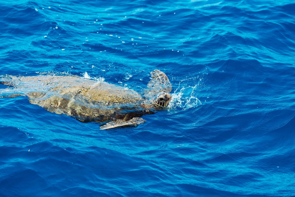 Hawaii Glass Bottom Boat Tour