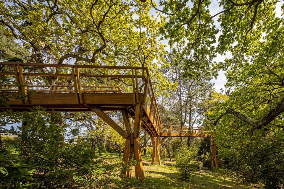 Treetop Walk