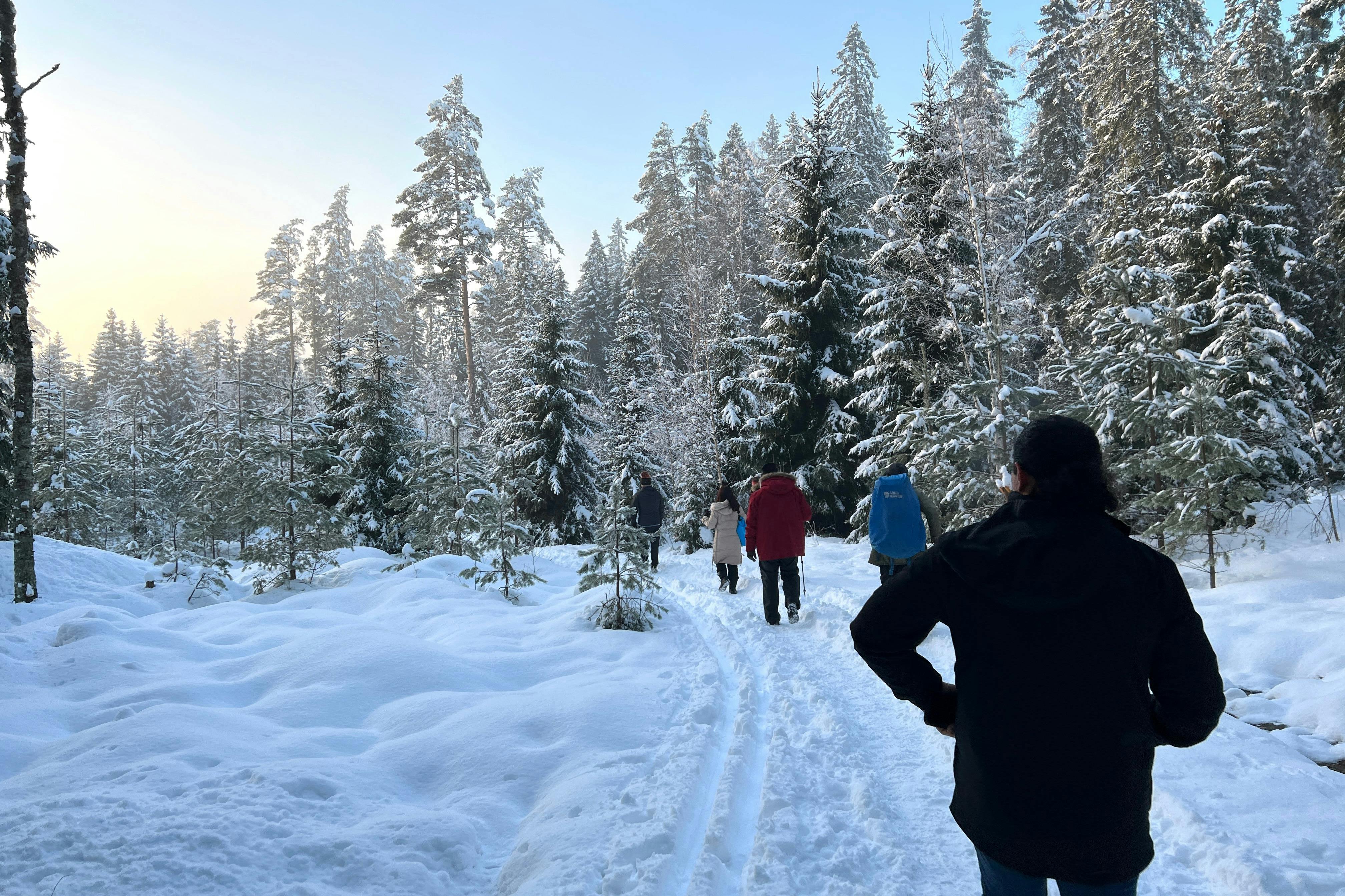 The serene beauty of the forest in February