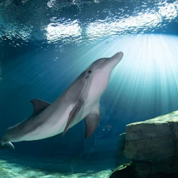Clearwater Marine Aquarium: Entry Ticket 4