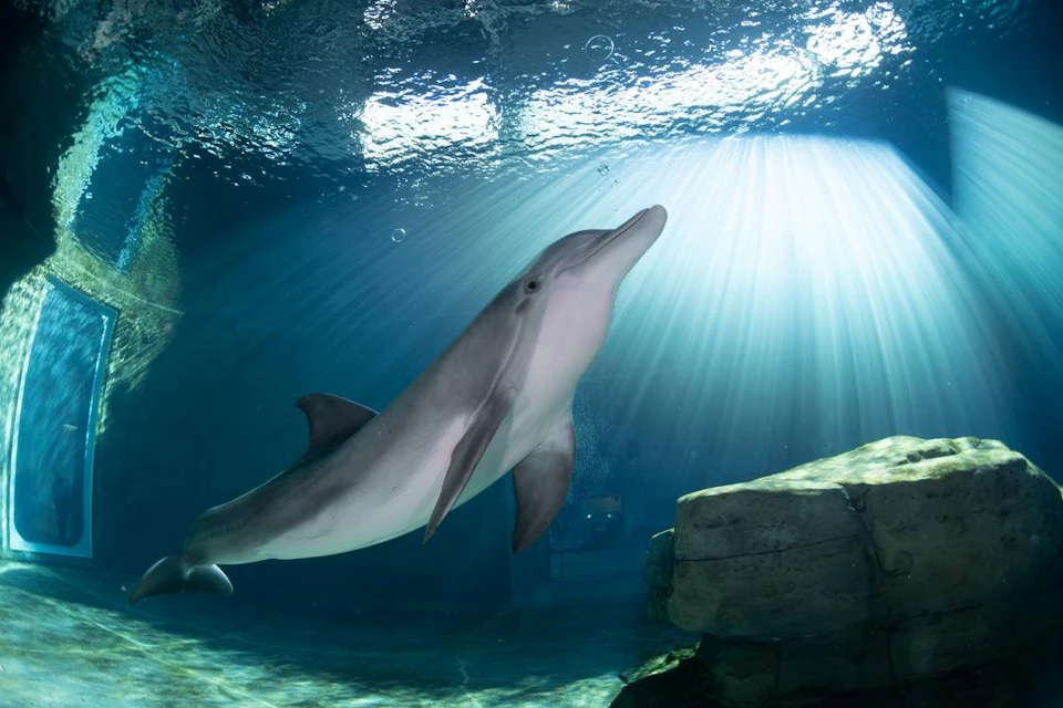 A dolphin swims underwater near a rock formation, illuminated by rays of sunlight filtering through the surface.
