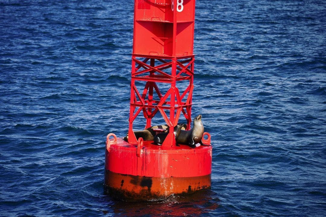 Trzy lwy morskie spoczywają na czerwono-pomarańczowej boi w oceanie.